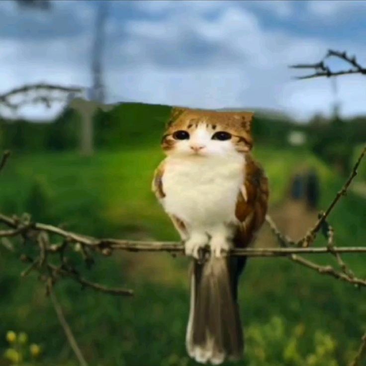 Cos tam mewol